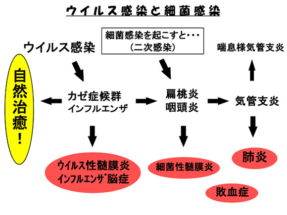 ウイルス感染と細菌感染