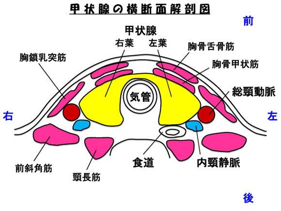 甲状腺の横断面解剖図