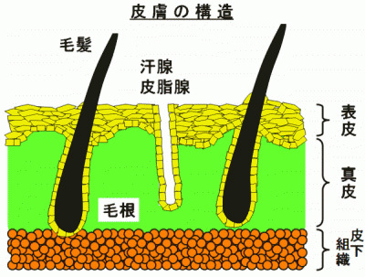 皮膚の構造