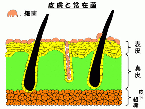 皮膚と常在菌