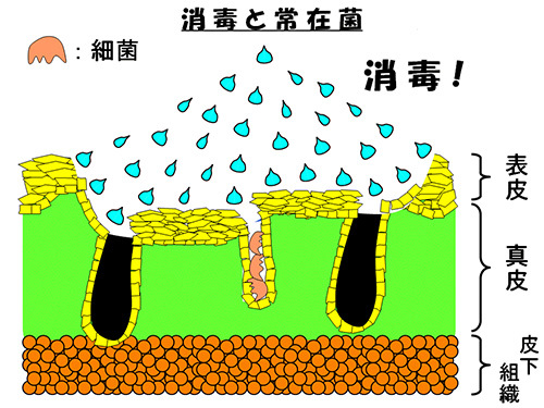 消毒と常在菌