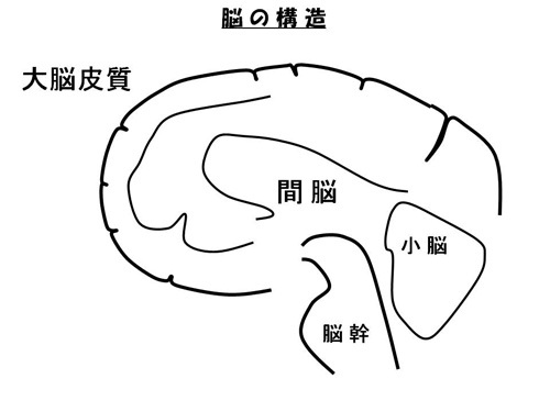 脳の構造