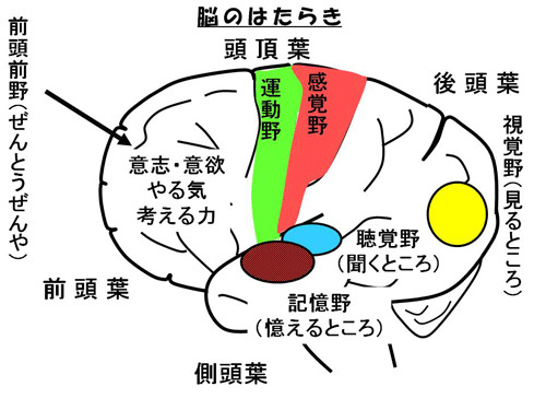 脳のはたらき