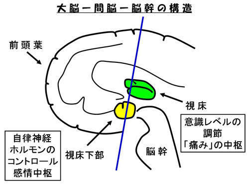 大脳-間脳-脳幹の構造