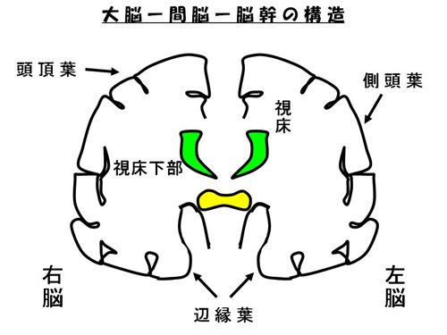 大脳-間脳-脳幹の構造