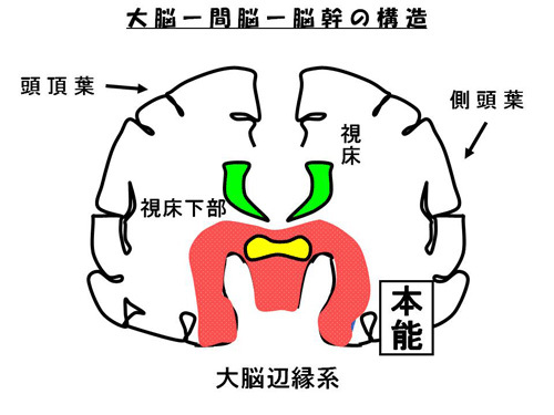 大脳-間脳-脳幹の構造