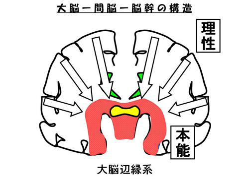 大脳-間脳-脳幹の構造