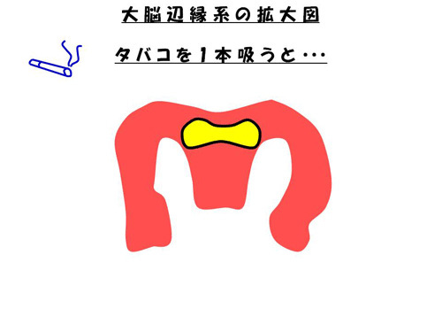 大脳辺縁系の拡大図　タバコ1本吸うと…