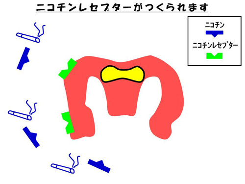 ニコチンレセプターがつくられます