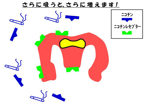 さらに吸うと、さらに増えます！