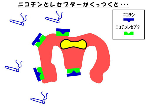 ニコチンとレセプターがくっつくと…