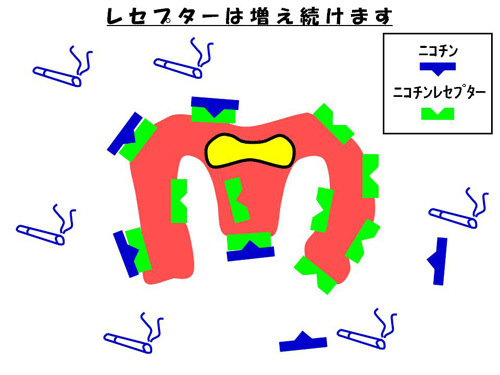 レセプターは増え続けます