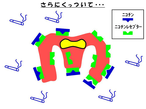 さらにくっついて…